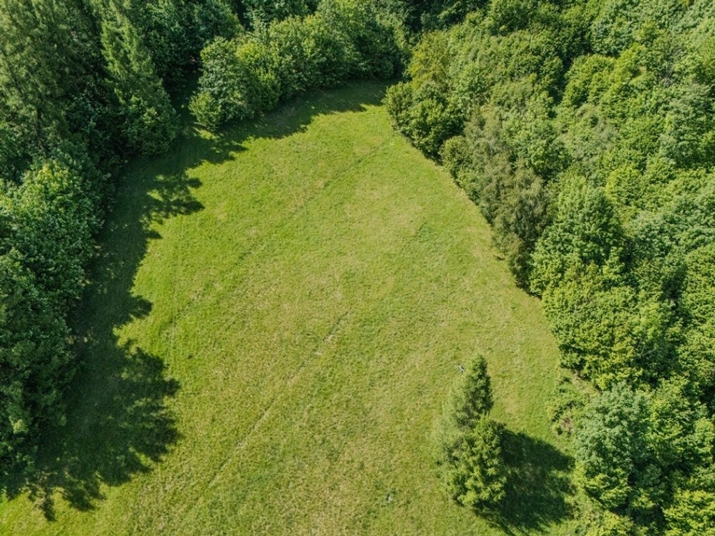 Działka leśna Rzyki - Więcej