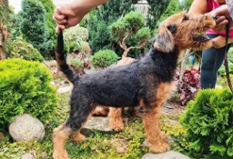 Airedale terrier szczenię 