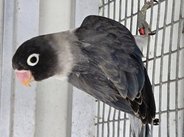 Nierozłączka czarnogłowa młoda do oswojenia jak i dojrzałe na lęgi nierozłączki -1