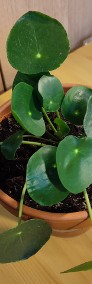 Roślina: Pieniążek (Pilea peperomioides)-3
