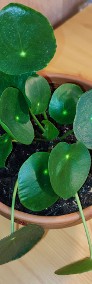 Roślina: Pieniążek (Pilea peperomioides)-4