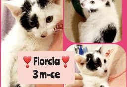 FLORCIA – 3-miesięczna koteczka wyrzucona w krzakach szuka domu!