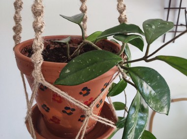 Roślina: Hoya Carnosa w terakotowej doniczce  w makramie ze sznurka jutowego-1