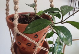 Roślina: Hoya Carnosa w terakotowej doniczce  w makramie ze sznurka jutowego