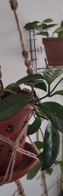 Roślina: Hoya Carnosa w terakotowej doniczce  w makramie ze sznurka jutowego-4