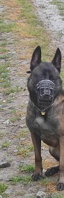 Owczarek Belgijski Malinois-4