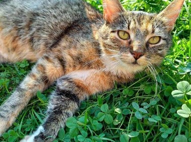 MINI - cudna koteczka szuka domu-1