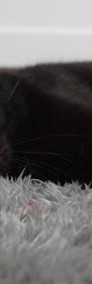 Kotka Agatka szuka domku! Piękna, czarna kotka - Fundacja ''Koci Pazur''-4