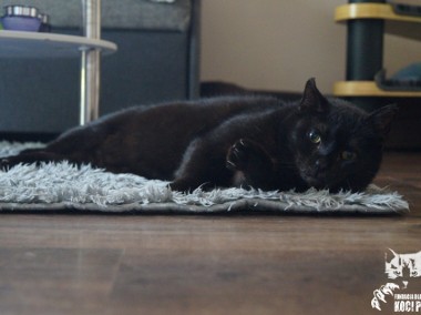 Kotka Agatka szuka domku! Piękna, czarna kotka - Fundacja ''Koci Pazur''-1