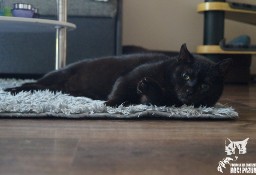 Kot Agatka szuka domku! Piękna, czarna kotka - Fundacja ''Koci Pazur''