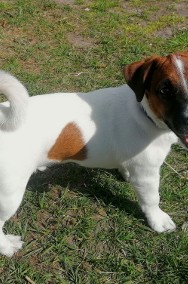Jack Russell Terrier - rodowodowe szczenięta FCI (Han)-2