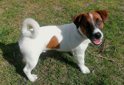 Jack Russell Terrier - rodowodowe szczenięta FCI (Han)
