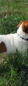 Jack Russell Terrier - rodowodowe szczenięta FCI (Han)-4