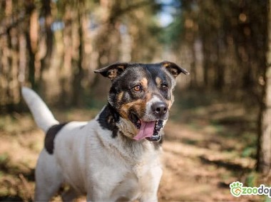 DŻEKI - miał być prezentem, trafił do schroniska, ADOPTUJ-1