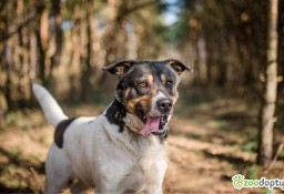 DŻEKI - miał być prezentem, trafił do schroniska, ADOPTUJ