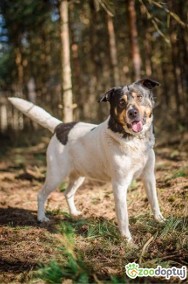 DŻEKI - miał być prezentem, trafił do schroniska, ADOPTUJ-3