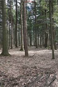 Las, działki leśne na sprzedaż-2