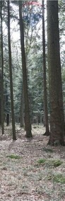 Las, działki leśne na sprzedaż-3