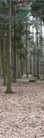 Las, działki leśne na sprzedaż-4