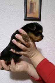 Yorkshire terrier -2