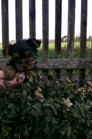 Yorkshire terrier -2