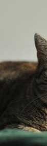 Kotka Edzia szuka domku, piękna bura kotka - Fundacja "Koci Pazur"-3
