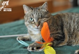 Kot Edzia szuka domku, piękna bura kotka - Fundacja "Koci Pazur"