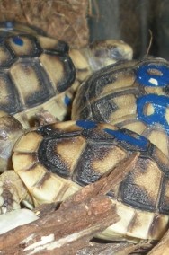 żółw GRECKI sprzedam Tanio-2