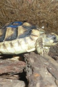 żółw GRECKI sprzedam Tanio-3