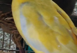 Rozela królewska żółta samiec 21r