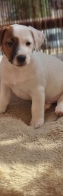 Jack Russell Terrier - szczenięta  ZKwP FCI-3