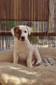 Jack Russell Terrier - szczenięta  ZKwP FCI-2