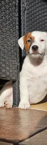 Jack Russell Terrier - szczenięta  ZKwP FCI-4