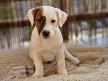 Jack Russell Terrier - szczenięta  ZKwP FCI-1