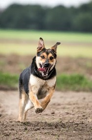 Piękna Sara czeka na swojego człowieka - przygarniesz?-2