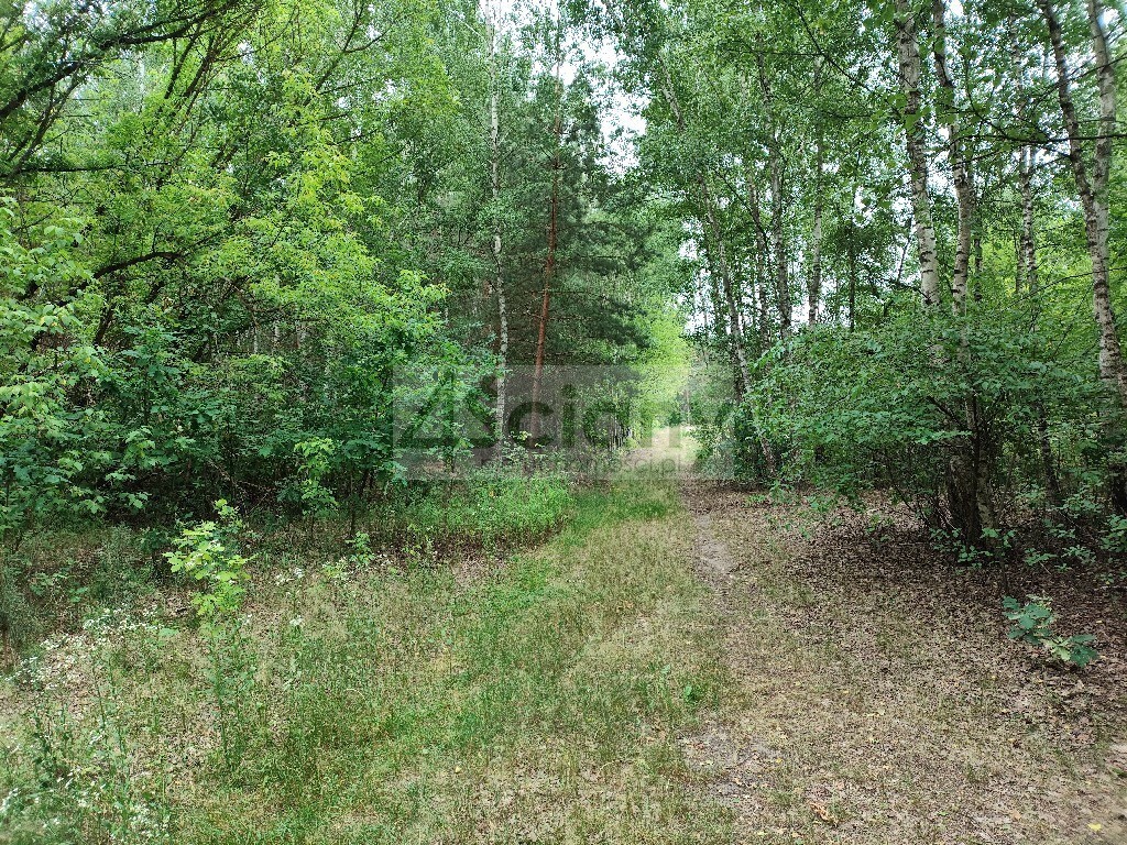 Działka w Wólce w lesie, 600 metrów od puszczy - Widok 2