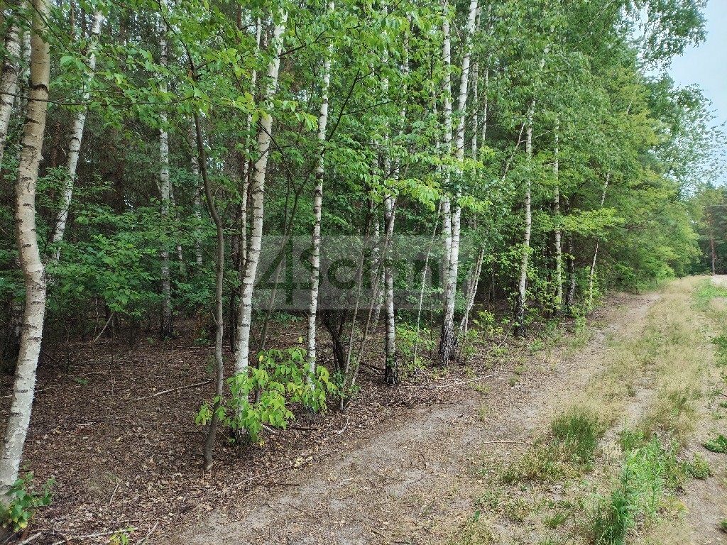 Działka w Wólce w lesie, 600 metrów od puszczy - Widok 4