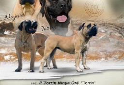 Boerboel afrykański (FCI)