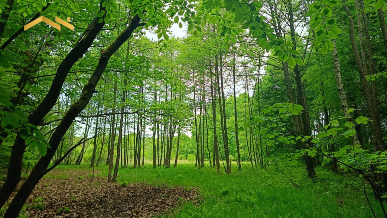 51 arów w otulinie Parku Tenczyńskiego - Widok 6