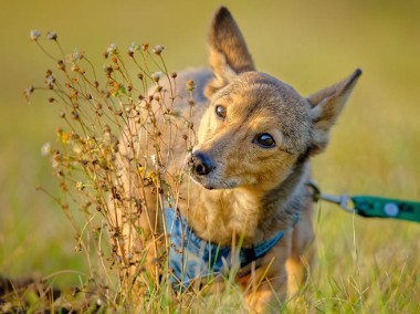 Aston- uroczy psiak o sylwetce corgi -1