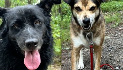 adopcja dwójki zagubionych psiaków