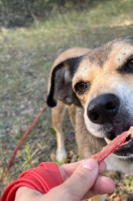 adopcja dwójki zagubionych psiaków-2