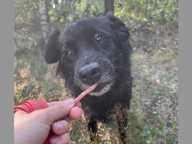 adopcja dwójki zagubionych psiaków-1