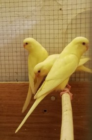 Papużki faliste lutino i albinosy-2