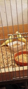 Papużki faliste lutino i albinosy-3