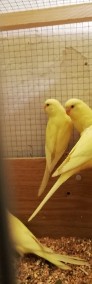 Papużki faliste lutino i albinosy-4