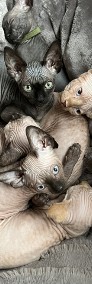 Cudowne kocięta rasy sfinks -3