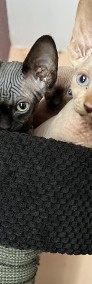 Cudowne kocięta rasy sfinks -4