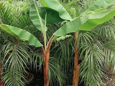 Drzewo Bananowiec - Rosliny egzotyczne HURT 750PLN 3M Palma KRÓLEWSKA Juka Banan-1