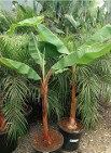 Drzewo Bananowiec - Rosliny egzotyczne HURT 750PLN 3M Palma KRÓLEWSKA Juka Banan